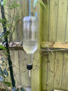 Worcestershire sauce bottle plant watering system.