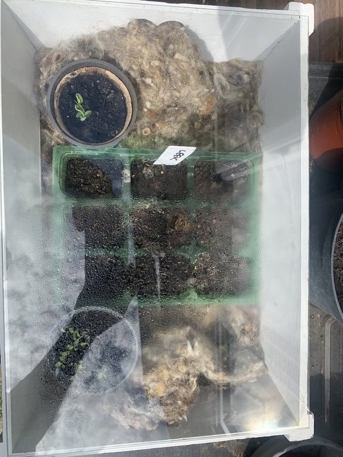 Coldframe bodge.