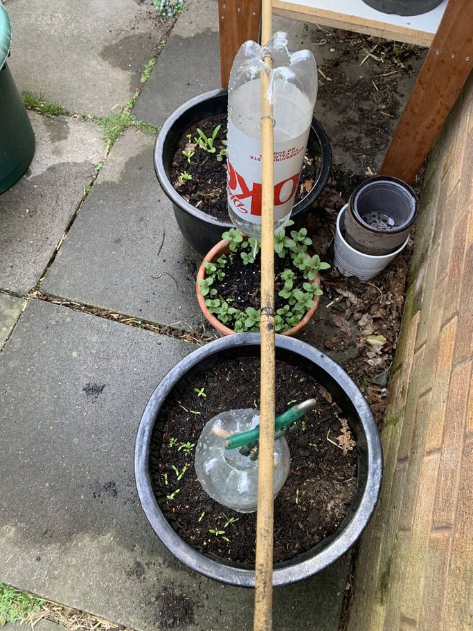 Plastic coke bottle irrigation system.