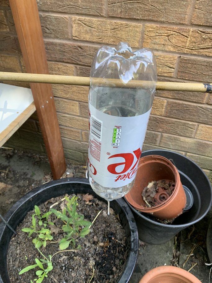 Plastic coke bottle watering system.