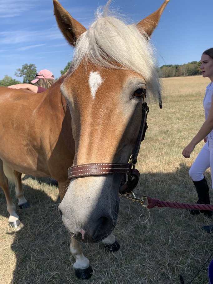Bella The Haflinger