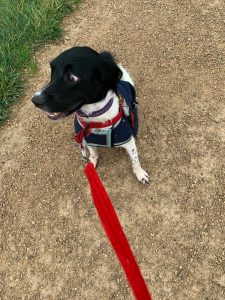 Dotty The Springer Spaniel