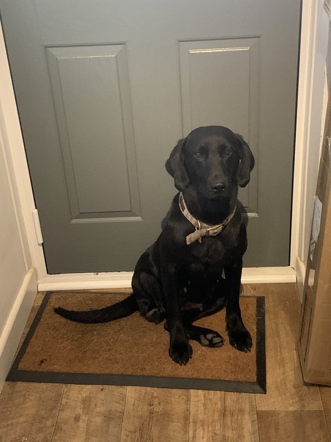 Jesse The Black Labrador